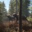 TheHunter: Call of the Wild теперь доступна и на Xbox One
